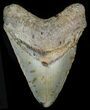 Bargain, Megalodon Tooth - North Carolina #45500-1